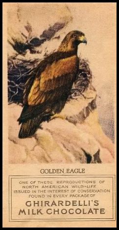 16 Golden Eagle